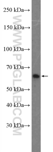 [22198-1-AP-150UL] SH2B3 Polyclonal antibody