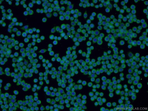 [22207-1-AP-20UL] ZAP70 Polyclonal antibody
