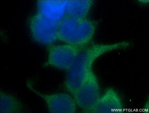 [22215-1-AP-20UL] Kindlin 1 Polyclonal antibody