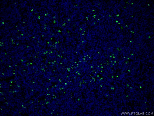 [22225-1-AP-150UL] MPO Polyclonal antibody