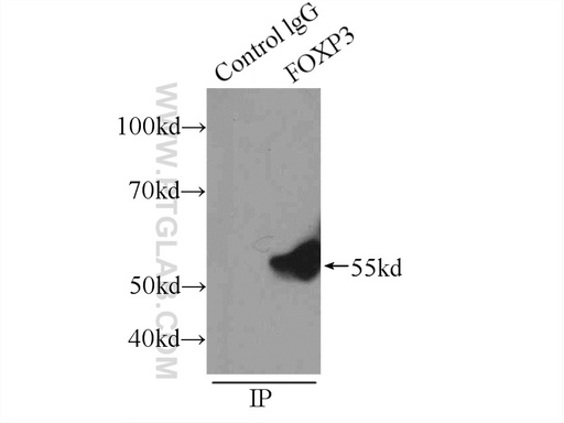 [22228-1-AP-150UL] FOXP3 Polyclonal antibody