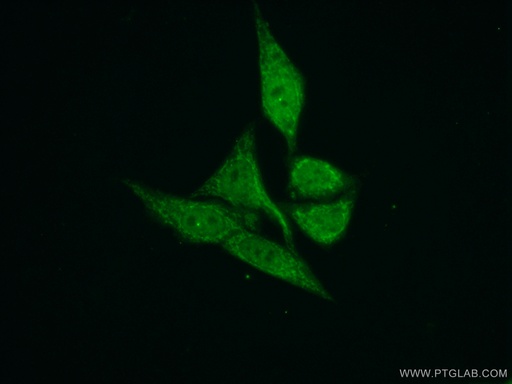 [22229-1-AP-20UL] TIMM50 Polyclonal antibody