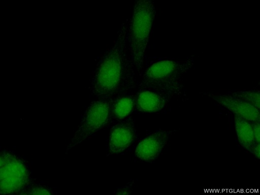 [22236-1-AP-20UL] BRD2 Polyclonal antibody