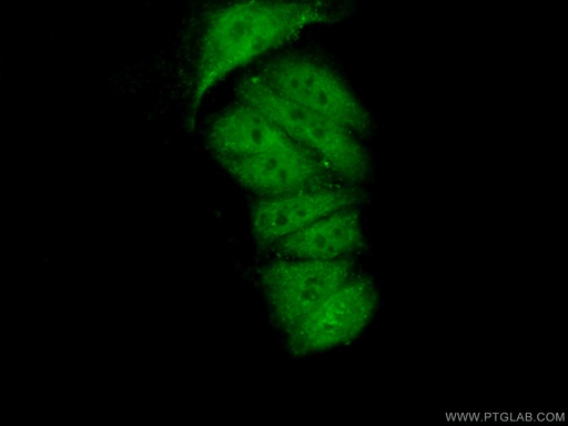 [22251-1-AP-20UL] FAM98B Polyclonal antibody