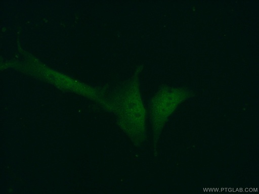 [22259-1-AP-150UL] ASF1A-specific Polyclonal antibody