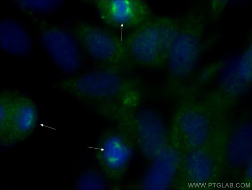 [22271-1-AP-20UL] Pericentrin Polyclonal antibody
