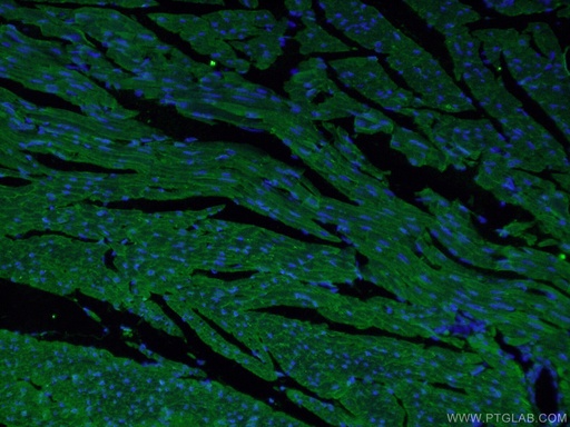 [22280-1-AP-150UL] MYH7-specific Polyclonal antibody