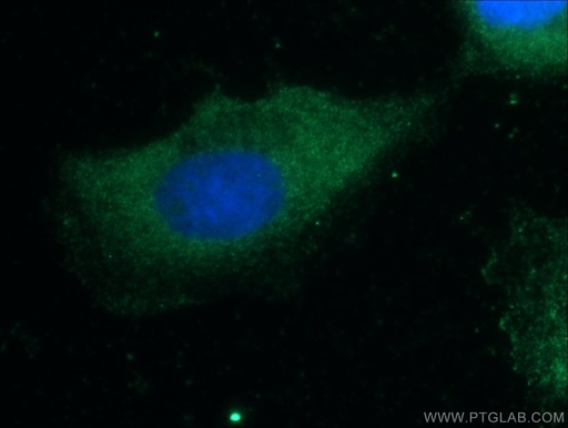 [22301-1-AP-20UL] CCL27 Polyclonal antibody