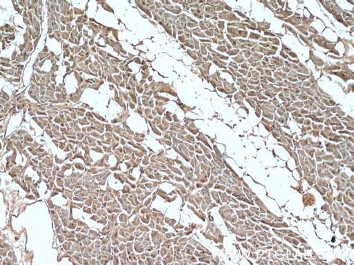 [22303-1-AP-20UL] CCL18/MIP-4 Polyclonal antibody