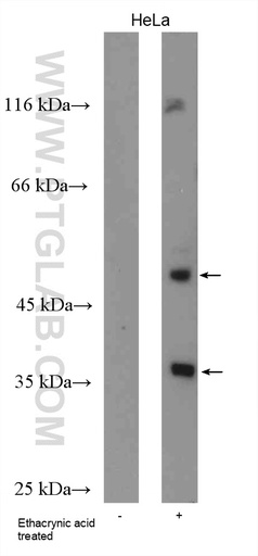 [22309-1-AP-100UL] Phospho-TDP43 (Ser409/410) Polyclonal antibody