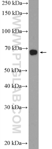 [22321-1-AP-20UL] PBX2 Polyclonal antibody
