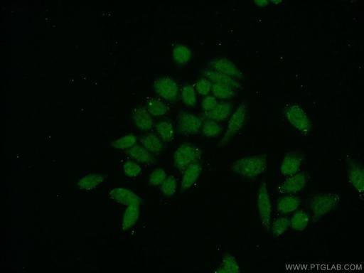 [22327-1-AP-20UL] USF1 Polyclonal antibody