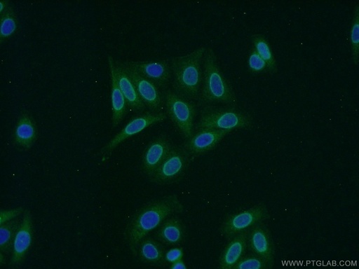 [22335-1-AP-150UL] RCC1 Polyclonal antibody