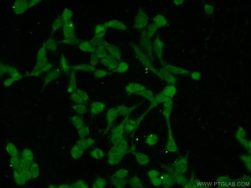 [22340-1-AP-20UL] USP11 Polyclonal antibody