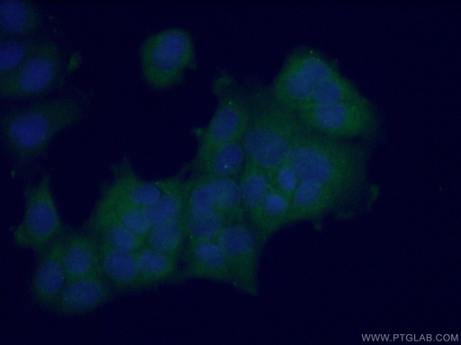 [22341-1-AP-150UL] L-VEGFA Polyclonal antibody