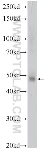 [22343-1-AP-150UL] GATA3 Polyclonal antibody