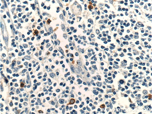 [22351-1-AP-150UL] CCR3 Polyclonal antibody