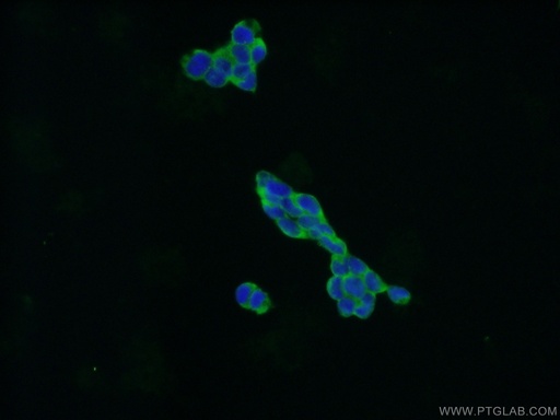 [22357-1-AP-150UL] CXorf15 Polyclonal antibody