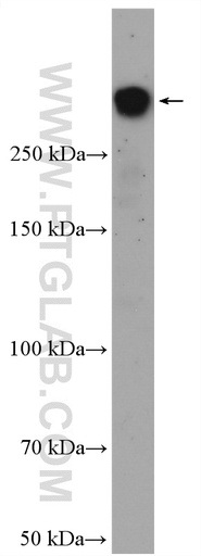 [22362-1-AP-20UL] BRCA1 Polyclonal antibody