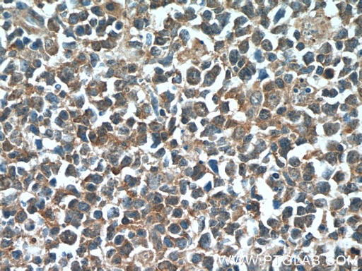 [22392-1-AP-20UL] IRF7 Polyclonal antibody