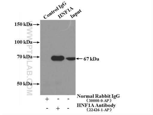 [22426-1-AP-150UL] HNF1A Polyclonal antibody