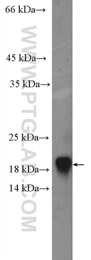 [22439-1-AP-150UL] GABARAP Polyclonal antibody