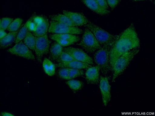 [22517-1-AP-20UL] AIRE Polyclonal antibody