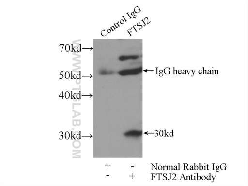 [22556-1-AP-150UL] FTSJ2 Polyclonal antibody