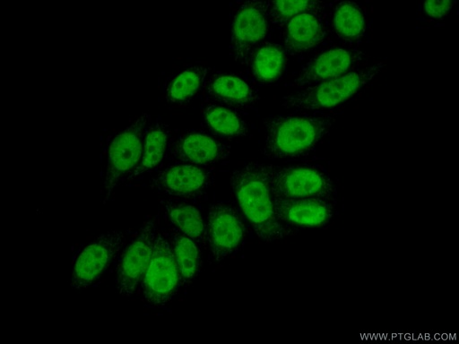 [22565-1-AP-20UL] ELF1 Polyclonal antibody