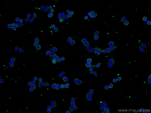 [22601-1-AP-150UL] VEGFC Polyclonal antibody