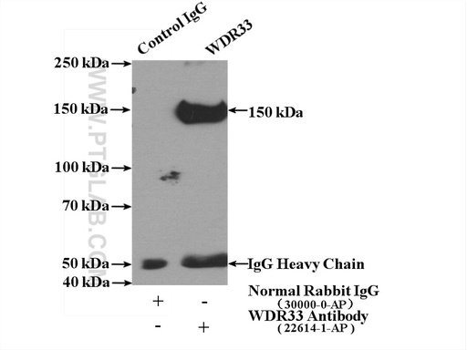 [22614-1-AP-150UL] WDR33 Polyclonal antibody