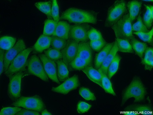 [22623-1-AP-20UL] FKBP52 Polyclonal antibody