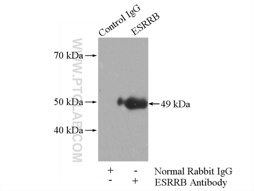 [22644-1-AP-20UL] ESRRB Polyclonal antibody