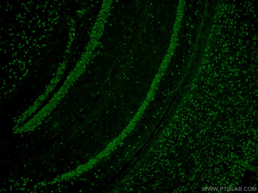 [22647-1-AP-150UL] A2BP1 Polyclonal antibody