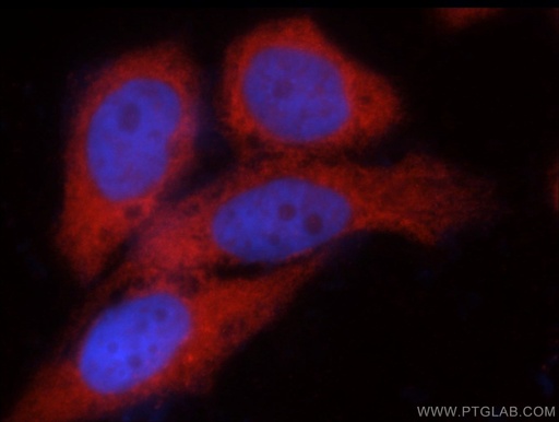 [22664-1-AP-150UL] C14orf39 Polyclonal antibody