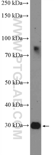 [22684-1-AP-150UL] HOXD12 Polyclonal antibody
