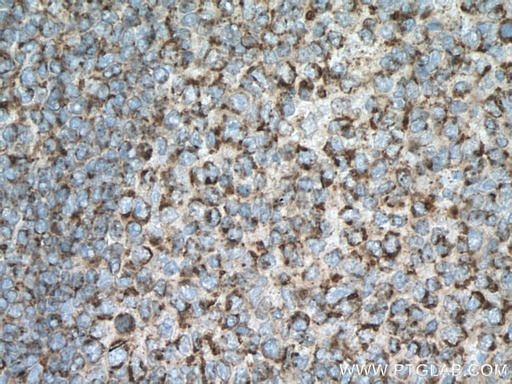 [22711-1-AP-20UL] SLAMF6 Polyclonal antibody