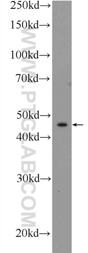 [22717-1-AP-150UL] Connexin-46 Polyclonal antibody