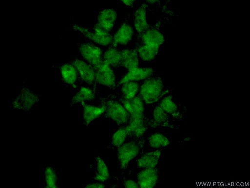 [22772-1-AP-20UL] MIXL1 Polyclonal antibody
