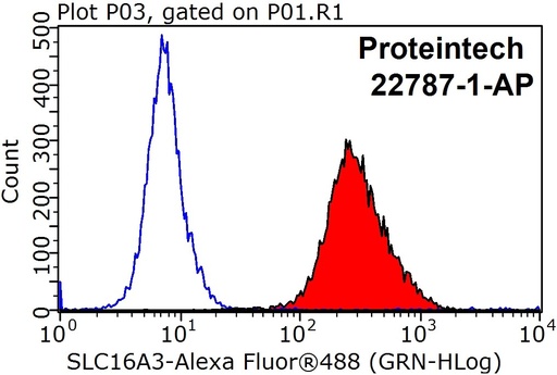 [22787-1-AP-20UL] MCT4 Polyclonal antibody