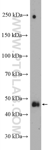 [22799-1-AP-150UL] PYGO1 Polyclonal antibody