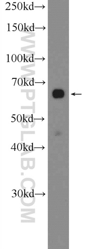[22819-1-AP-150UL] PRR14 Polyclonal antibody