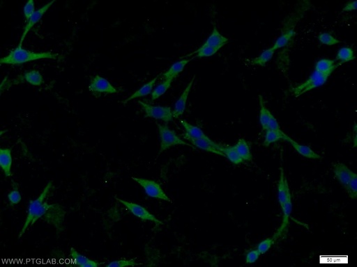 [22915-1-AP-20UL] Caspase 1/p20/p10 Polyclonal antibody