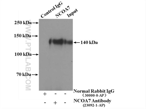 [23092-1-AP-20UL] NCOA7 Polyclonal antibody