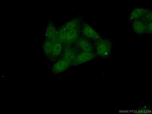 [23101-1-AP-20UL] BEND3 Polyclonal antibody