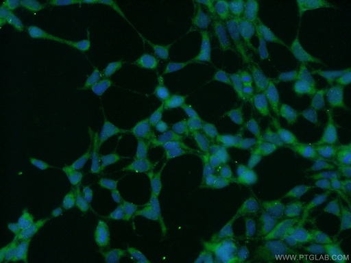 [23111-1-AP-20UL] ZRANB3 Polyclonal antibody