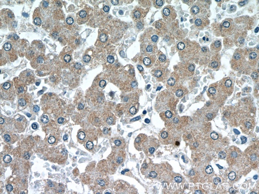 [23183-1-AP-20UL] GATC Polyclonal antibody