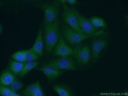 [23185-1-AP-20UL] P4HA3 Polyclonal antibody
