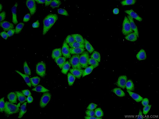 [23217-1-AP-150UL] LRRC47 Polyclonal antibody