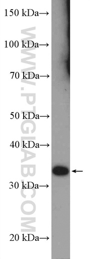 [23253-1-AP-150UL] RSPH9 Polyclonal antibody